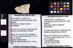 Foto (Objket + Etiketten) von Cracensigillatus acutirostrus (Moericke, 1889) 